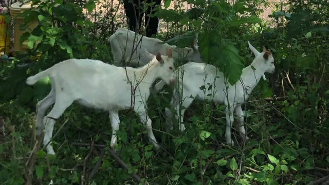 Goats stolen from Milwaukee nonprofit: 'It's been devastating'
