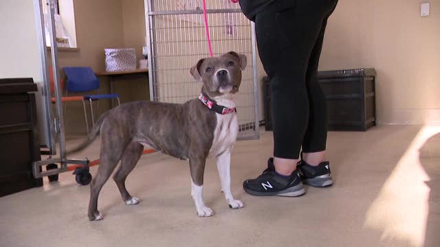 MADACC shelter at capacity; animals in 'urgent need' of adoption