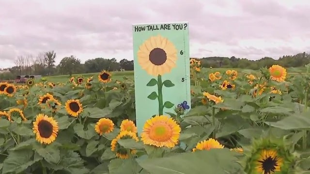 7th Annual 'Sunflowers Taking Flight' fundraiser