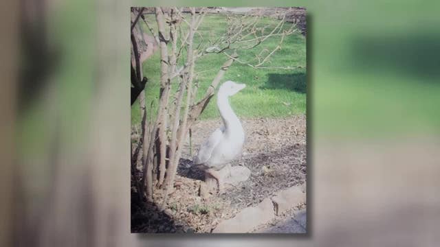 Milwaukee beloved goose statue gone; owner desperate to get it back