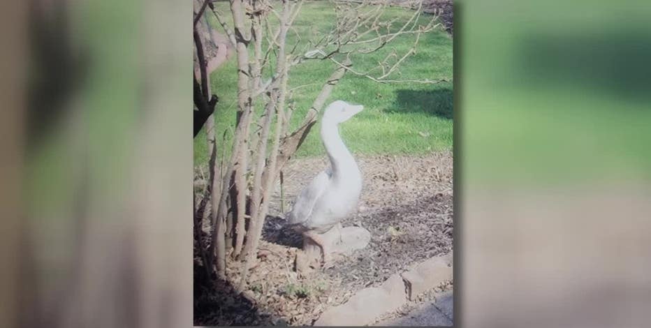 Milwaukee beloved goose statue gone; owner desperate to get it back