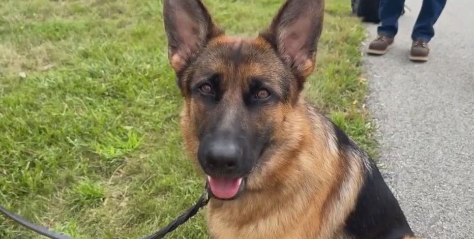 Meet Idaleen, the We Energies ‘Ambassadog’ promoting safe digging