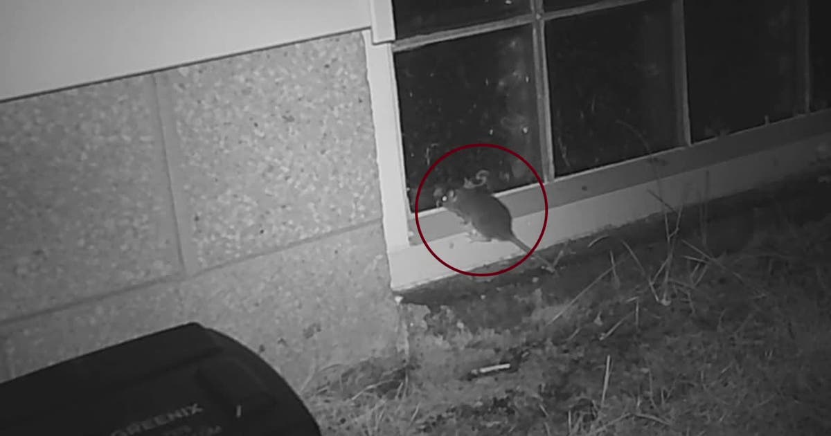 Waukesha rat problem; homeowners express concern | FOX6 Milwaukee