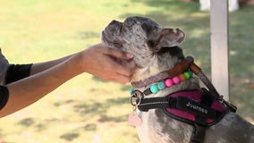 MADACC shelter full, 'Barktoberfest' dog adoption event held