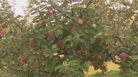 Hunger Task Force; volunteering on the farm