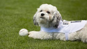 Brewers' unofficial mascot Hank 'The Ballpark Pup' passes away