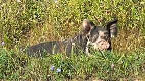 Door County loose pig shot, killed; sheriff's office releases video