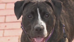 Fromm Petfest in Milwaukee full of four-legged fun