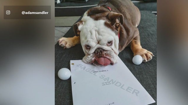 Happy Gilmore 2; Gino has an update