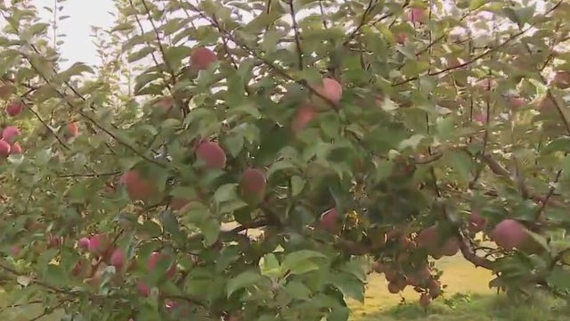 Hunger Task Force; volunteering on the farm