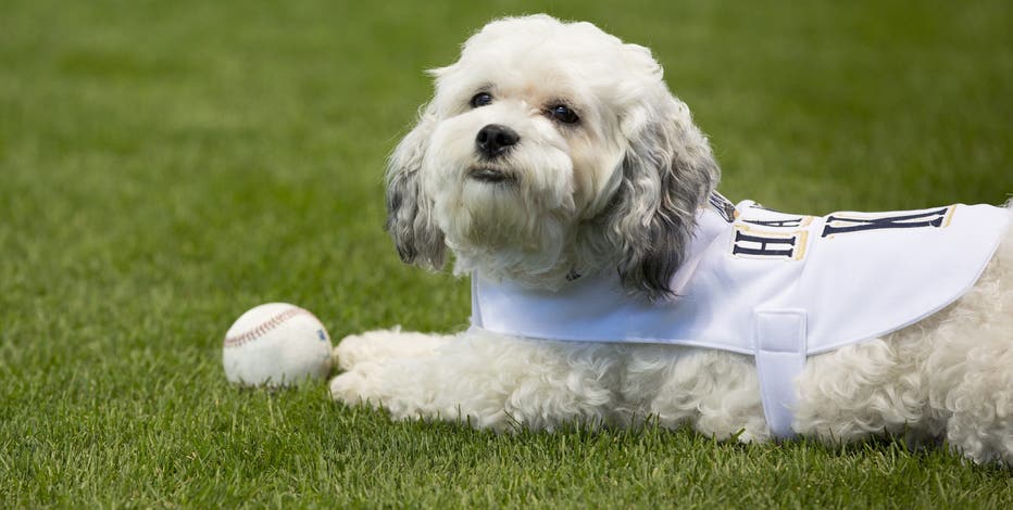 Brewers' unofficial mascot Hank 'The Ballpark Pup' passes away