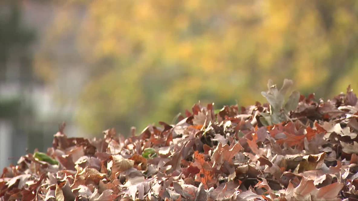 Milwaukee residents will have to bag leaves for collection later this year; here's why