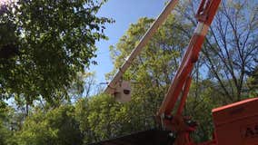 We Energies, Franklin tree removal partnership to reduce outage risk