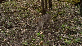 2024 Wisconsin DNR furbearer trapping season reminders