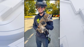 Cat rescued from tree in Genesee; made 'extremely poor choices'