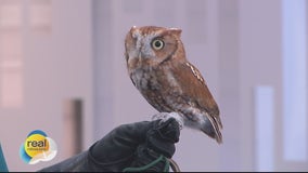 Meet Gimli! Schlitz Audubon Nature Center's Eastern Screech Owl