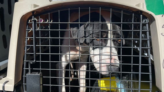 Shelter dogs, cat from storm-ravaged South Carolina arrive in Wisconsin