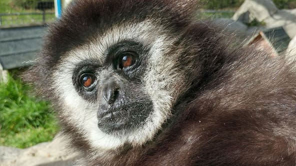 Racine Zoo White-handed Gibbon dies; zoo's longest-term resident