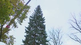 2025 Milwaukee Christmas tree search begins; nominations through Sep. 29