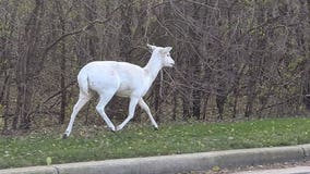 Albino deer spotted in Greendale, neighboring communities