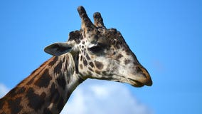 Racine Zoo giraffe euthanized; animal suffered age-related health issues