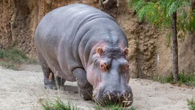 Milwaukee County Zoo hippopotamus dies; humanely euthanized