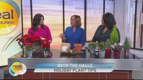 Holiday plant tips