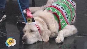 Holiday season pet safety