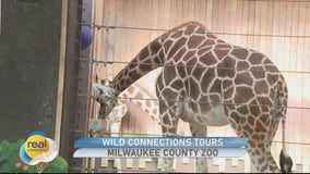 Wild Lights 2024; Festive light displays at the Milwaukee County Zoo