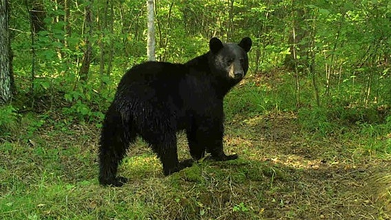 Wisconsin bear hunt: 2025 season results published by DNR