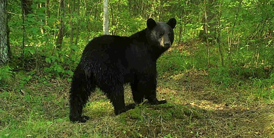 Wisconsin bear hunt: 2024 season results show rebound