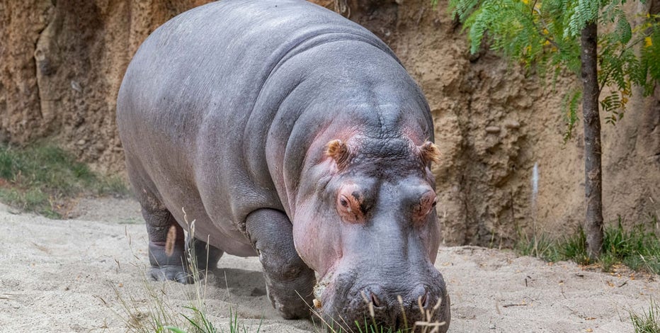 Milwaukee County Zoo hippopotamus dies; humanely euthanized