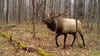 2024 Wisconsin elk hunt results; DNR celebrates milestone season