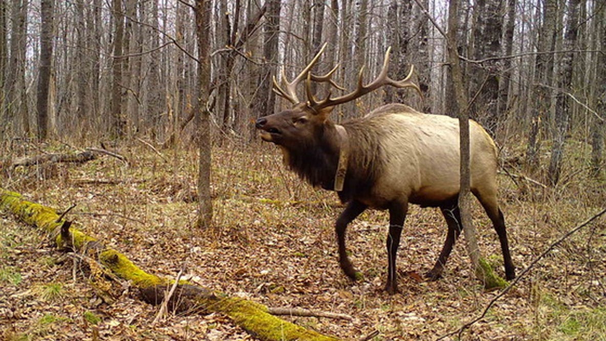 2026 Wisconsin elk hunt; DNR application period opens March 1