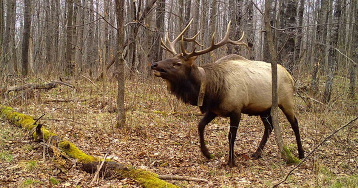 2026 Wisconsin elk hunt; DNR application period opens March 1