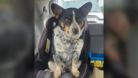 Injured dog on road, Racine County sergeant comes to the rescue