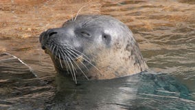 Milwaukee County Zoo harbor seal dies, surgery complications