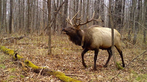 2024 Wisconsin elk hunt results; DNR celebrates milestone season