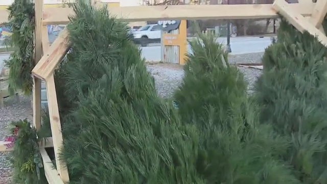 Griswold Family Christmas Tree Company; fresh trees, wreaths available