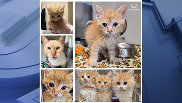 Wisconsin Humane Society receives 23 kittens, cats from single