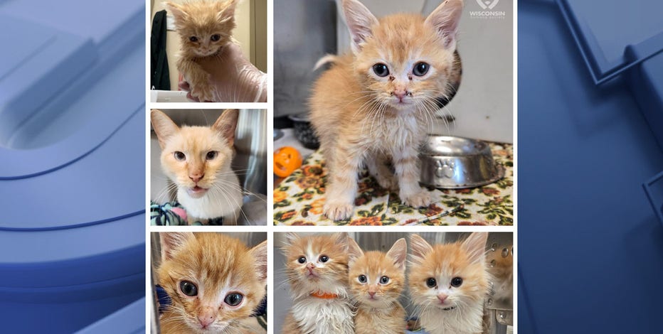 Wisconsin Humane Society receives 23 kittens, cats from single household