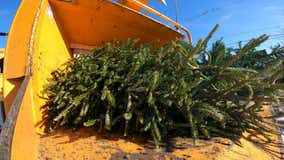 Mulch-O-Rama in Milwaukee, Christmas trees get new purpose