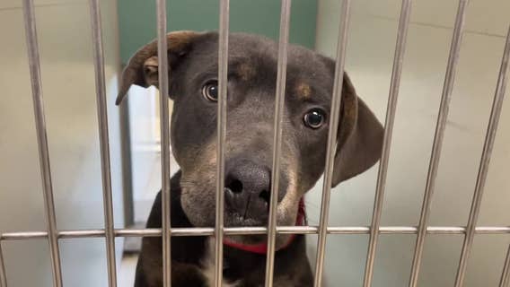 MADACC shelter over capacity, 100+ dogs received; how to help