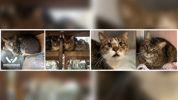 73 cats removed from Grafton home; 'uninhabitable' conditions: officials
