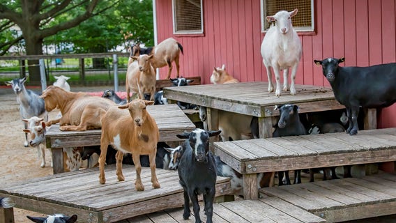 Groundhog Day: Milwaukee County Zoo goats to make prediction
