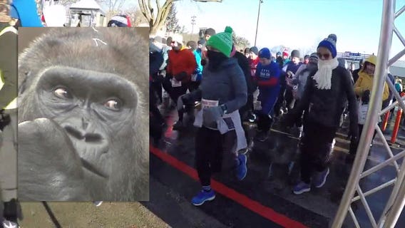 45th Samson Stomp & Romp at Milwaukee County Zoo