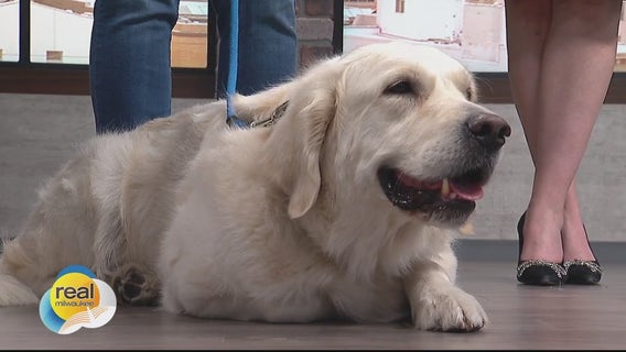 Keeping your dog safe during winter months