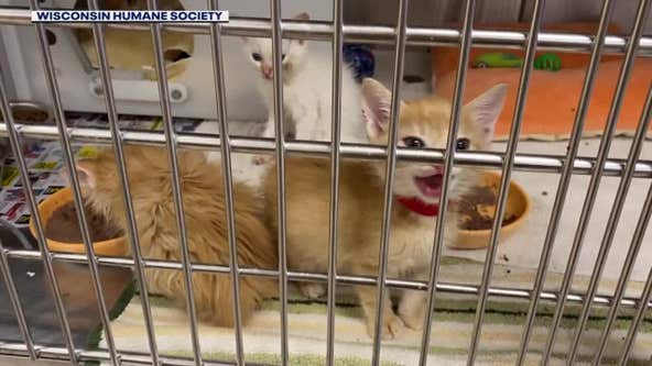 Kenosha County animals seized in unheated garage; keeping pets safe in cold