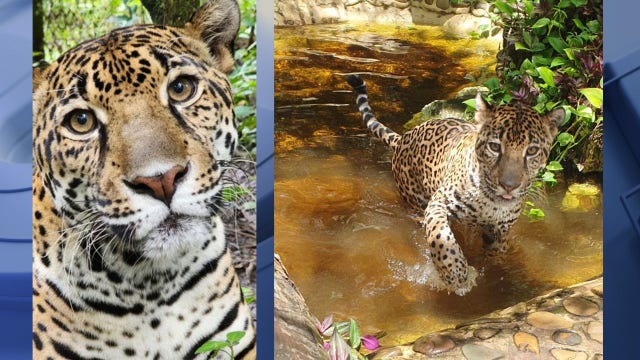 Milwaukee County Zoo announces arrival of jaguar; get to know Filly