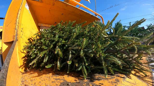 Mulch-O-Rama in Milwaukee, Christmas trees get new purpose